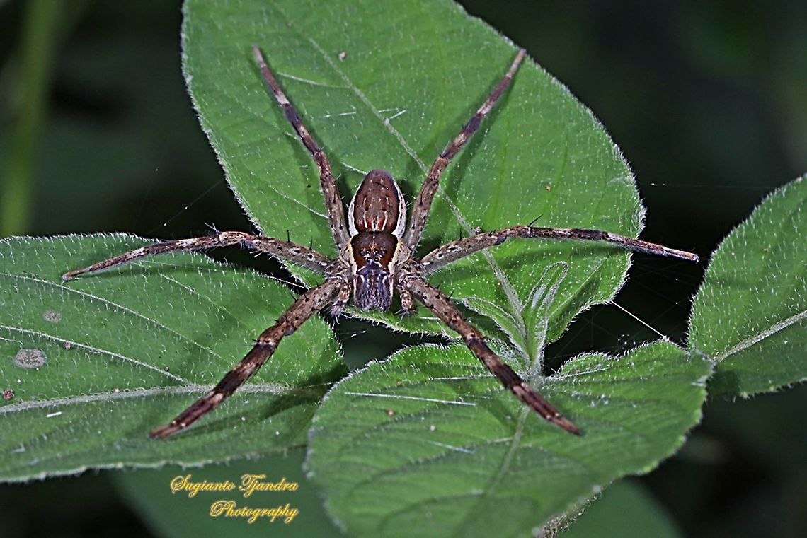 Nursery web spiders, Pisauridae Sp.  Geotagged,Indonesia,Summer