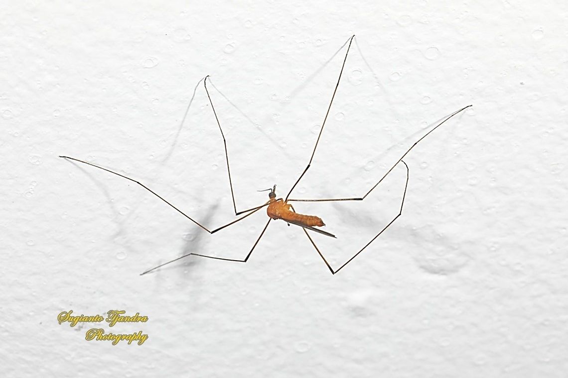 Crane fly, Nephrotoma Sp.  Geotagged,Indonesia,Summer