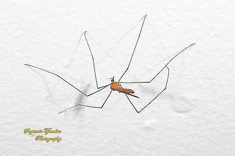 Crane fly, Nephrotoma Sp.  Geotagged,Indonesia,Summer