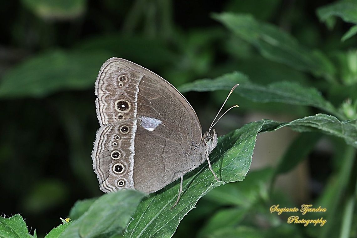 Horsfield's bush brown Butterfly (Mycalesis horsfieldi)  Bushbrown butterfly,Geotagged,Indonesia,Mycalesis horsfieldii,Summer