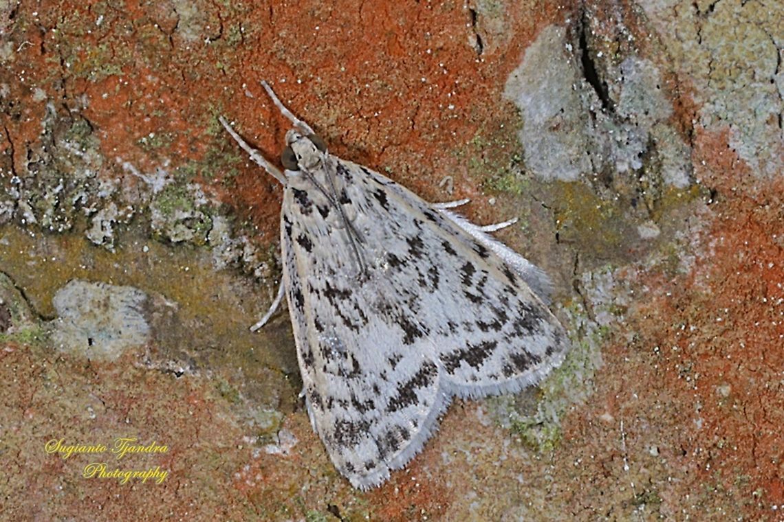 Grass Moth (Scopariinae, family Crambidae)  Geotagged,Indonesia,Summer