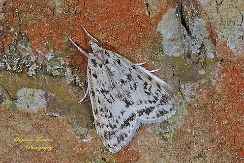 Grass Moth (Scopariinae, family Crambidae)  Geotagged,Indonesia,Summer