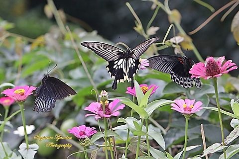 Great Mormon Swallowtail Butterfly, Papilio memnon memnon, (Papilionidae) - female "Seems a love triangle between 2 handsome males and 1 beautiful lady ????????lol????"  Geotagged,Great Mormon,Indonesia,Papilio memnon,Summer