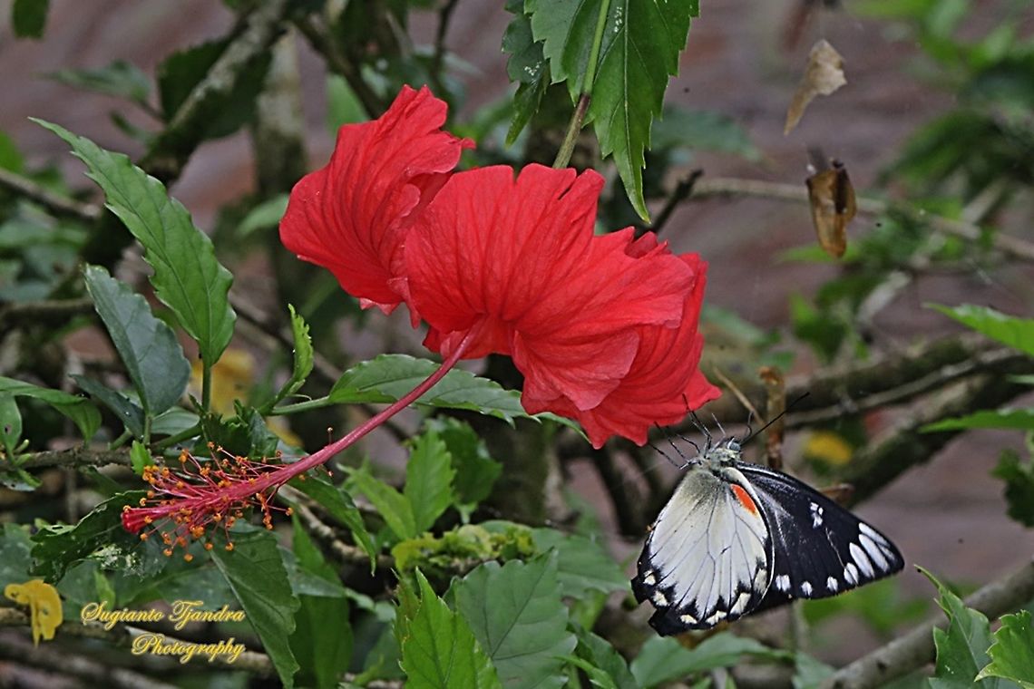 The Jezebel, Delias belisama belisama "landed on the red Hibiscus flower"  Delias belisama,Geotagged,Indonesia,Summer