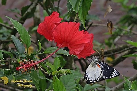 The Jezebel, Delias belisama belisama "landed on the red Hibiscus flower"  Delias belisama,Geotagged,Indonesia,Summer
