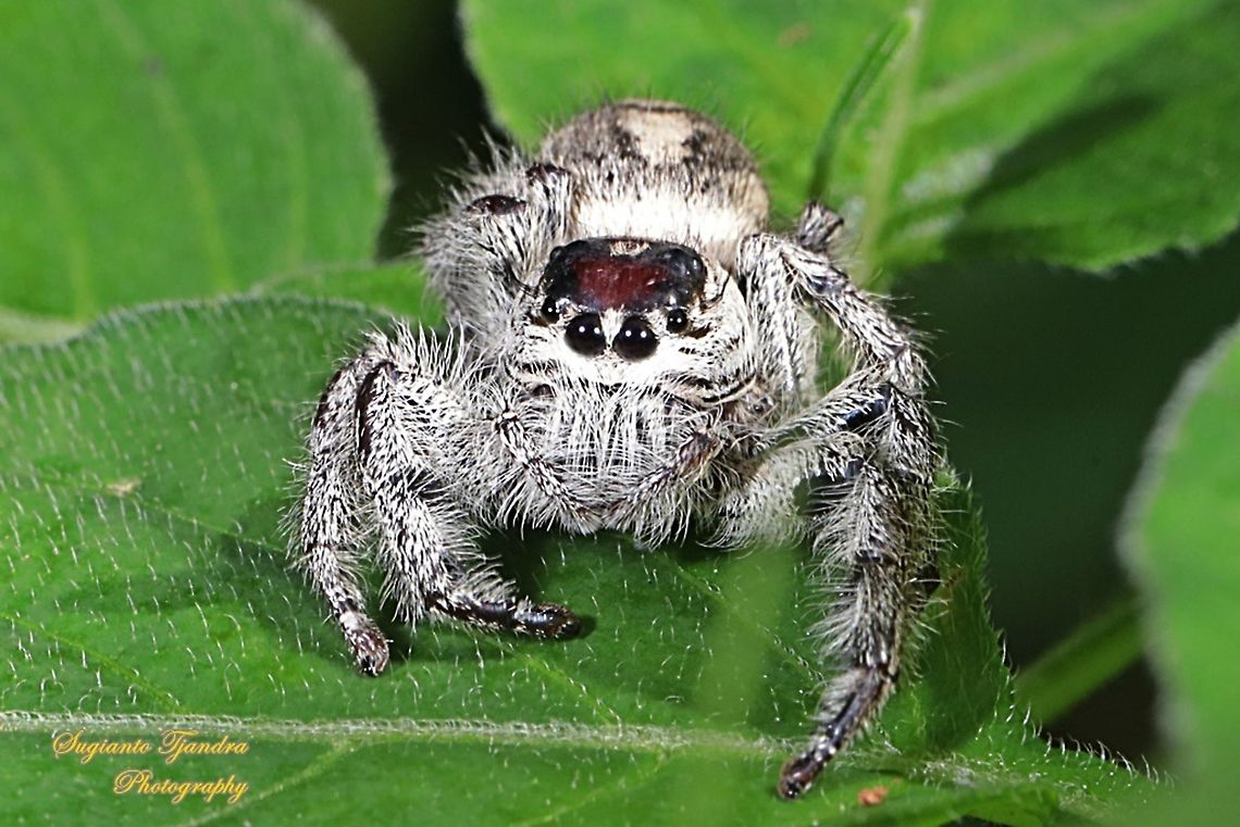 Jumping Spider, Hyllus diardi, Salticidae - Female  Geotagged,Hyllus diardi,Indonesia,Summer