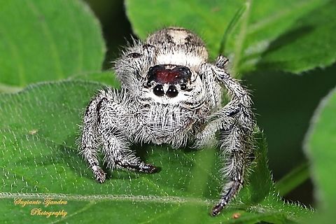 Jumping Spider, Hyllus diardi, Salticidae - Female  Geotagged,Hyllus diardi,Indonesia,Summer