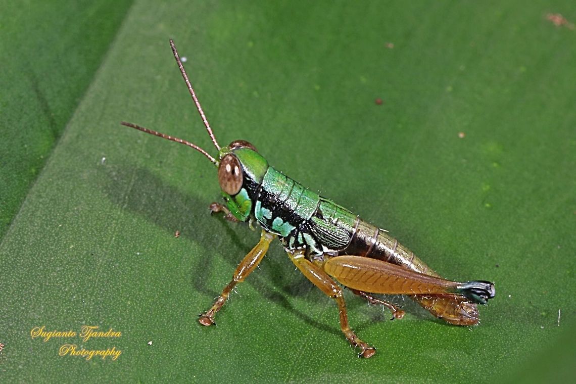 Grasshopper, Caryandra Spuria  "lost 1 leg"  Caryandra Spuria,Geotagged,Indonesia,Summer