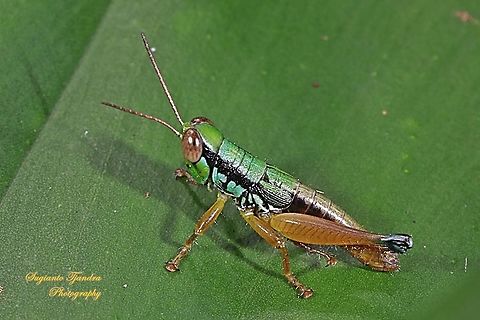 Grasshopper, Caryandra Spuria  "lost 1 leg"  Caryandra Spuria,Geotagged,Indonesia,Summer