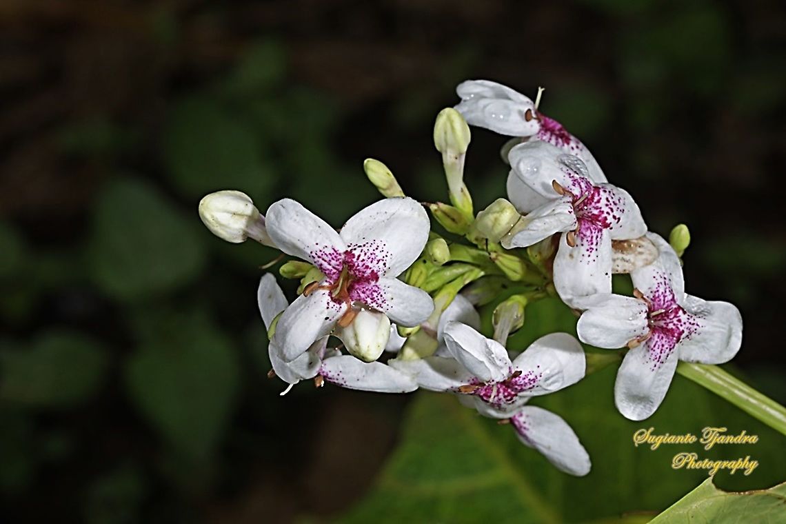 Golden pseuderanthemum flower, Pseuderanthemum reticulatum  Geotagged,Indonesia,Pseuderanthemum reticulatum,Summer,Yellow-Vein Eranthemum