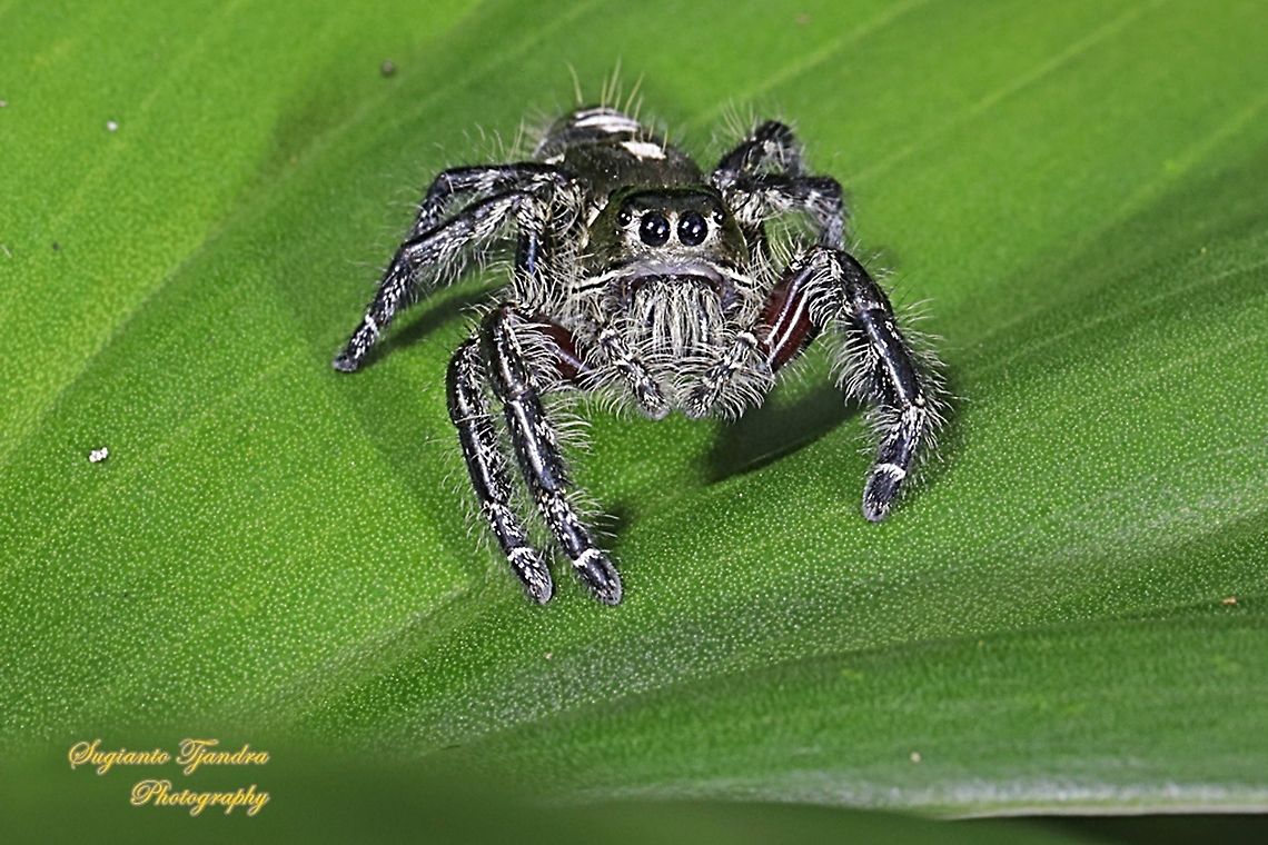 Jumping Spider, Hyllus diardi, Salticidae - Male  Geotagged,Hyllus diardi,Indonesia,Summer