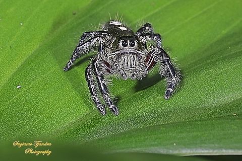 Jumping Spider, Hyllus diardi, Salticidae - Male  Geotagged,Hyllus diardi,Indonesia,Summer