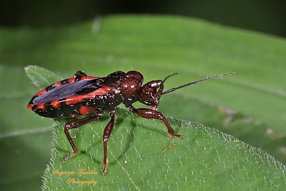 Millipede Assassin Bug, Ectrichodiinae, Reduviidae  Geotagged,Indonesia,Summer