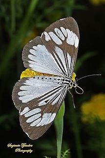 Marbled White Moth/White Tiger Moth, Nyctemera coleta "standing on the yellow Mexican marigold, Tagetes erecta"  Geotagged,Indonesia,Marbled White Moth,Nyctemera coleta,Summer