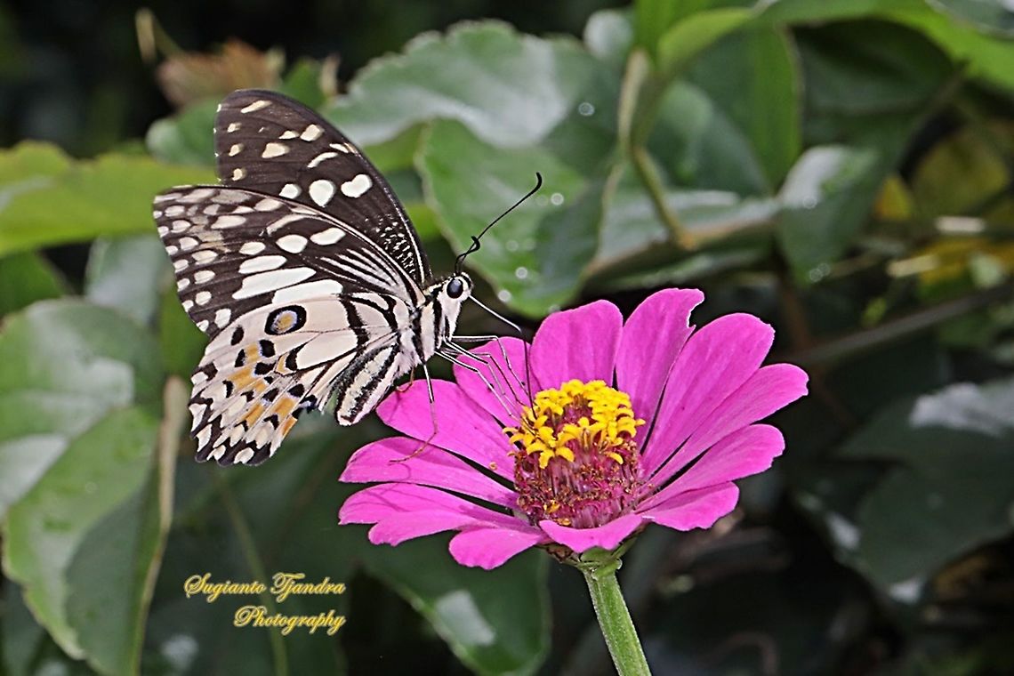 Common Lime butterfly (Papilio demoleus) "sucking nectar on the Zinnia flower"  Geotagged,Indonesia,Lime Swallowtail,Papilio demoleus,Summer