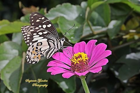 Common Lime butterfly (Papilio demoleus) "sucking nectar on the Zinnia flower"  Geotagged,Indonesia,Lime Swallowtail,Papilio demoleus,Summer
