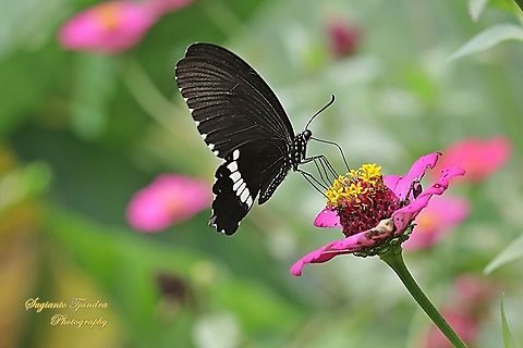 Common Mormon Butterfly, Papilio polytes javanus - male "sucking nectar on the Zinnia flower"  Common Mormon,Geotagged,Indonesia,Papilio polytes,Summer