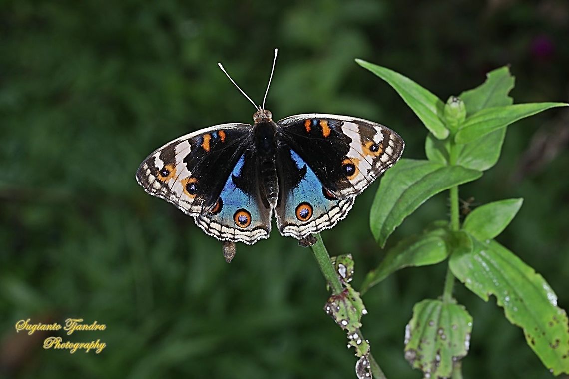 Blue Pansy Butterfly, Junonia orithya - upperside "male"  Geotagged,Indonesia,Junonia orithya,Summer