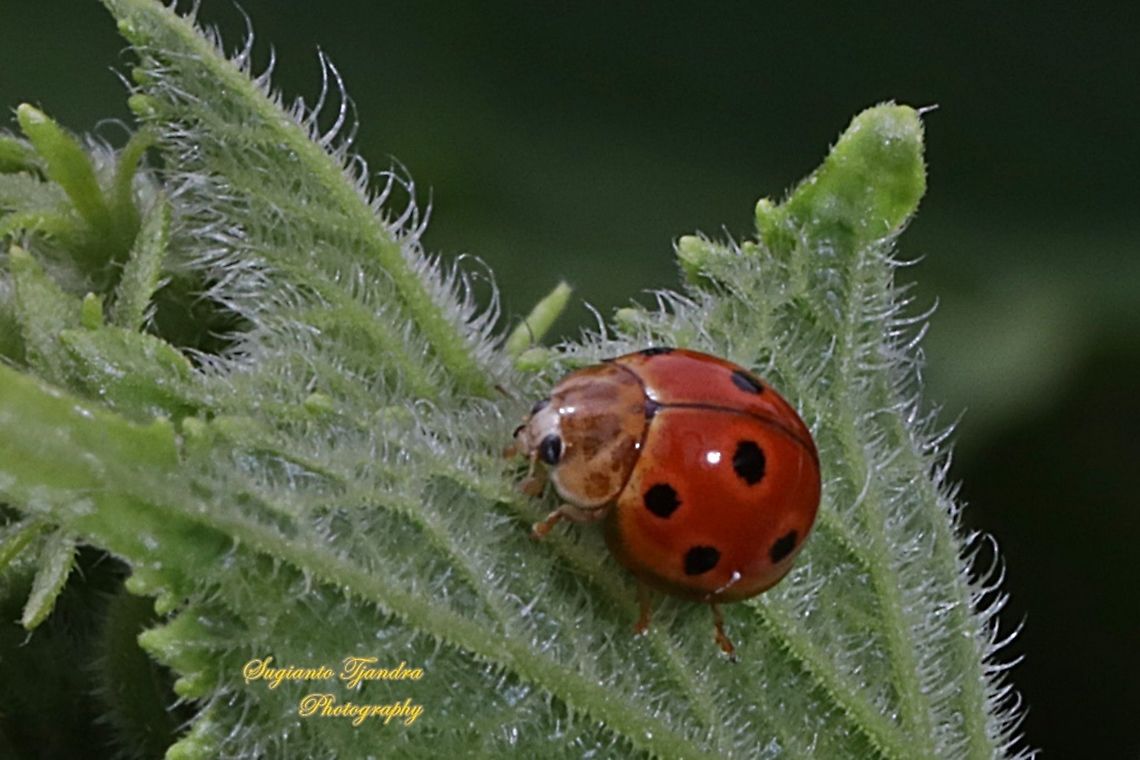 Lady Beetle, Coccinellidae  Geotagged,Indonesia,Summer