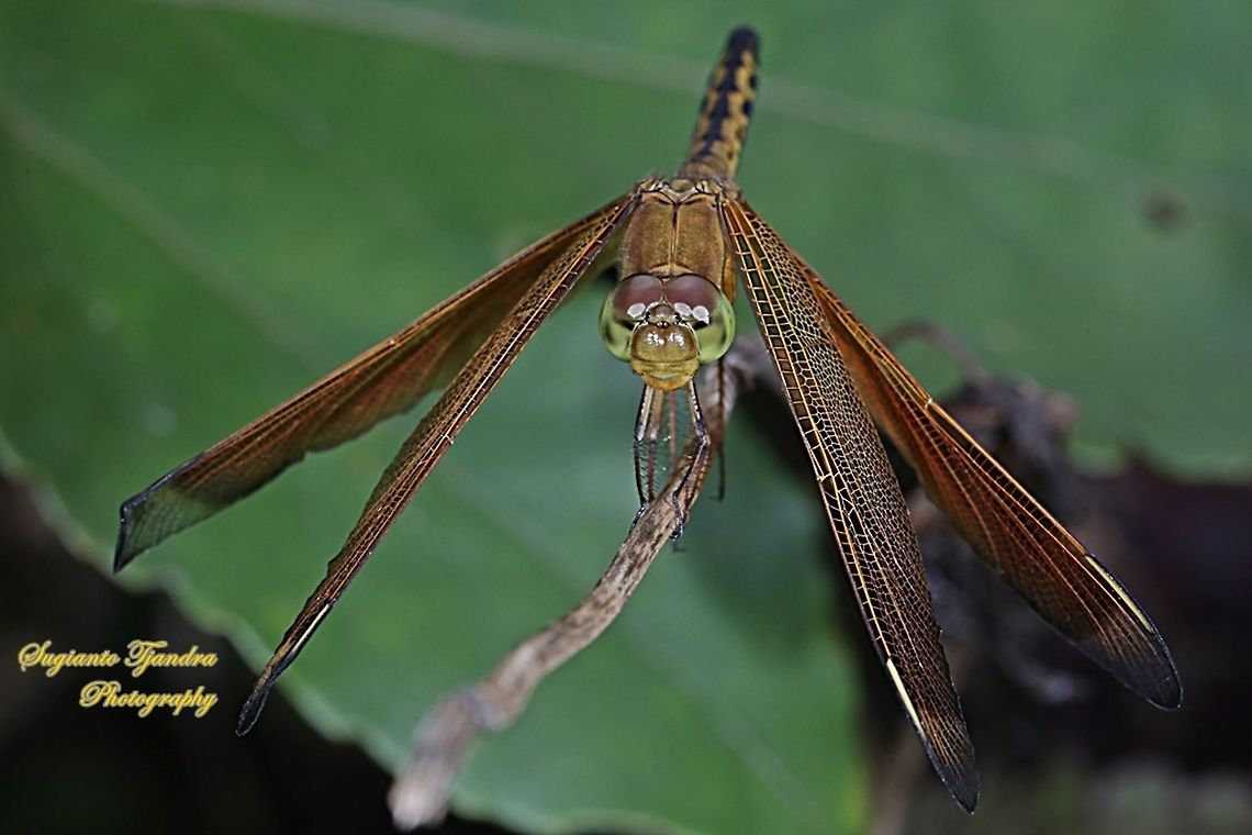 Red Percher Dragonfly (Neurothemis ramburii) - immature male  Geotagged,Indonesia,Neurothemis ramburii,Summer