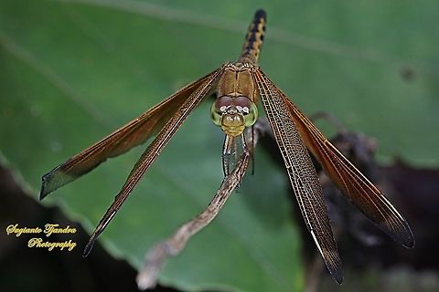 Red Percher Dragonfly (Neurothemis ramburii) - immature male  Geotagged,Indonesia,Neurothemis ramburii,Summer