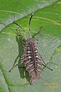 Pygmy Grasshopper nymph, Phaesticus mellerborgi. family Tetrigidae  Geotagged,Indonesia,Phaesticus mellerborgi,Summer