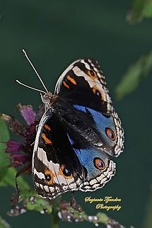 Blue Pansy Butterfly, Junonia orithya - male "sucking nectar on the Zinnia flower"  Geotagged,Indonesia,Junonia orithya,Summer