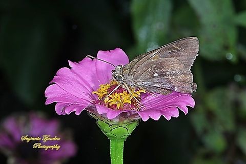Skipper Butterfly, Common Awl (Hasora Badra) - "sucking nectar on the Zinnia flower"  Common Awl,Geotagged,Hasora badra,Indonesia,Summer