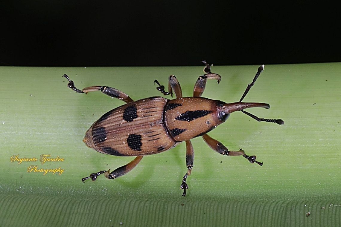 Sphenophorini Weevils, subfamily Dryophthorinae, family Dryophothoridae  Geotagged,Indonesia,Summer