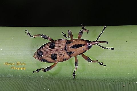 Sphenophorini Weevils, subfamily Dryophthorinae, family Dryophothoridae  Geotagged,Indonesia,Summer