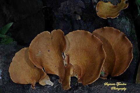 Mushrooms  Geotagged,Indonesia,Summer