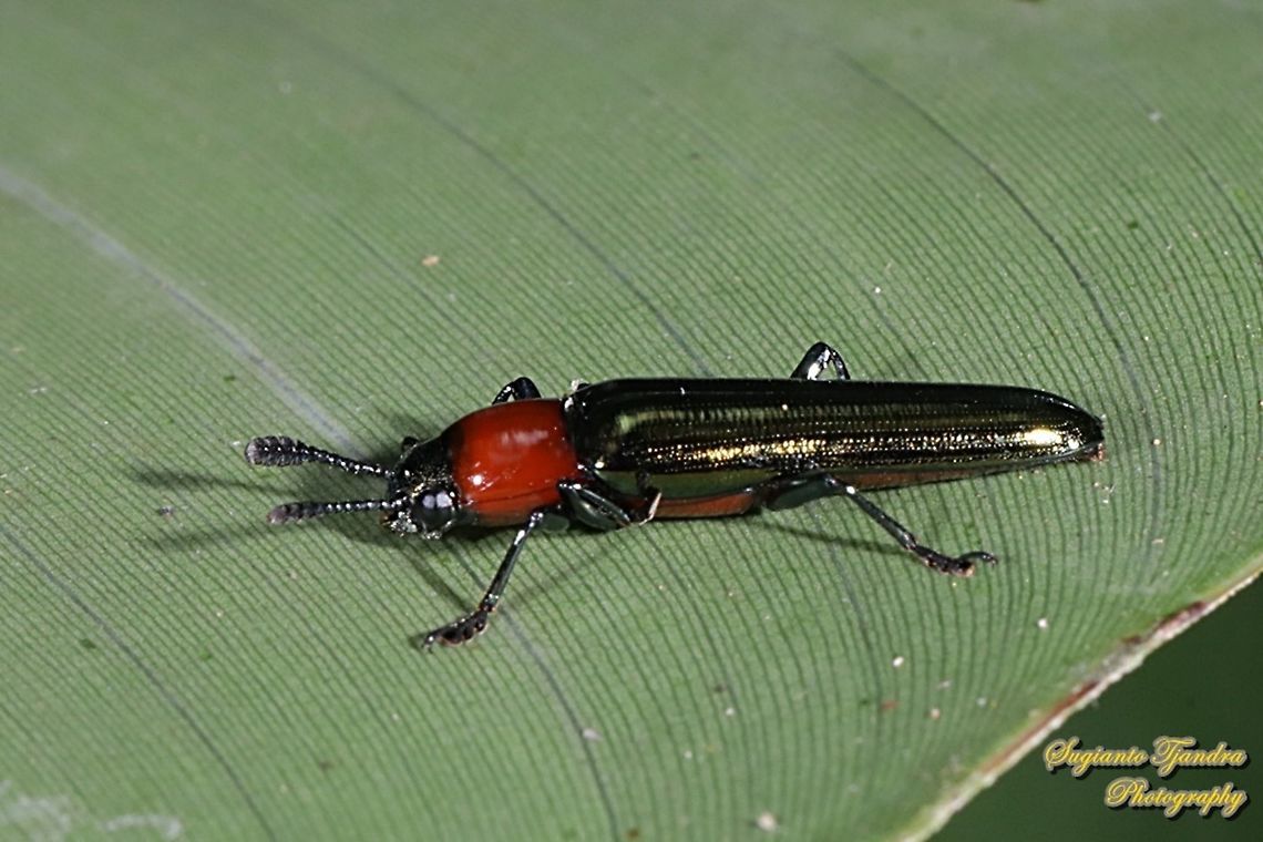 Lizard Beetle (Languriinae)  Geotagged,Indonesia,Summer