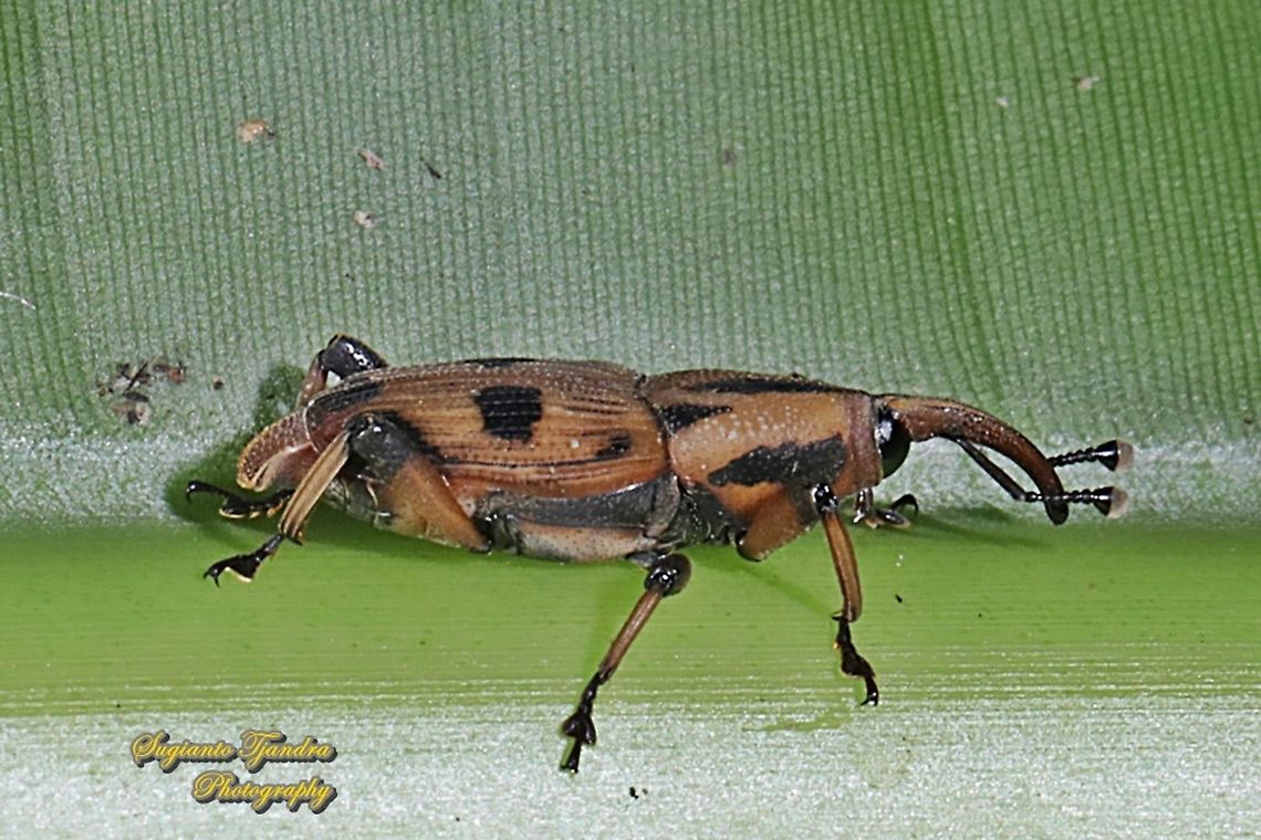 Sphenophorini Weevils, subfamily Dryophthorinae, family Dryophothoridae  Geotagged,Indonesia,Summer