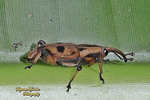 Sphenophorini Weevils, subfamily Dryophthorinae, family Dryophothoridae  Geotagged,Indonesia,Summer