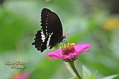 Common Mormon Butterfly, Papilio polytes javanus - male "sucking nectar on the Zinnia flower"  Common Mormon,Geotagged,Indonesia,Papilio polytes,Summer