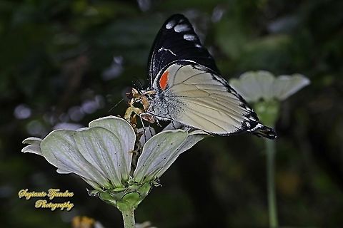 The Jezebel butterfly, Delias belisama belisama was preyed by a small flower mantis on the Zinnia flower  Delias belisama,Geotagged,Indonesia,Summer