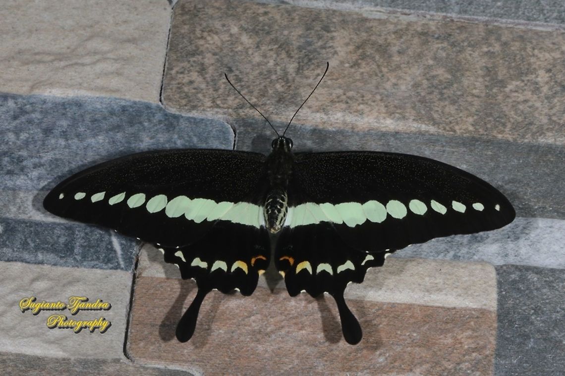 Papilio demolion demolion, the banded swallowtail butterfly  Banded Swallowtail,Geotagged,Indonesia,Papilio demolion,Summer