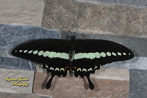 Papilio demolion demolion, the banded swallowtail butterfly  Banded Swallowtail,Geotagged,Indonesia,Papilio demolion,Summer