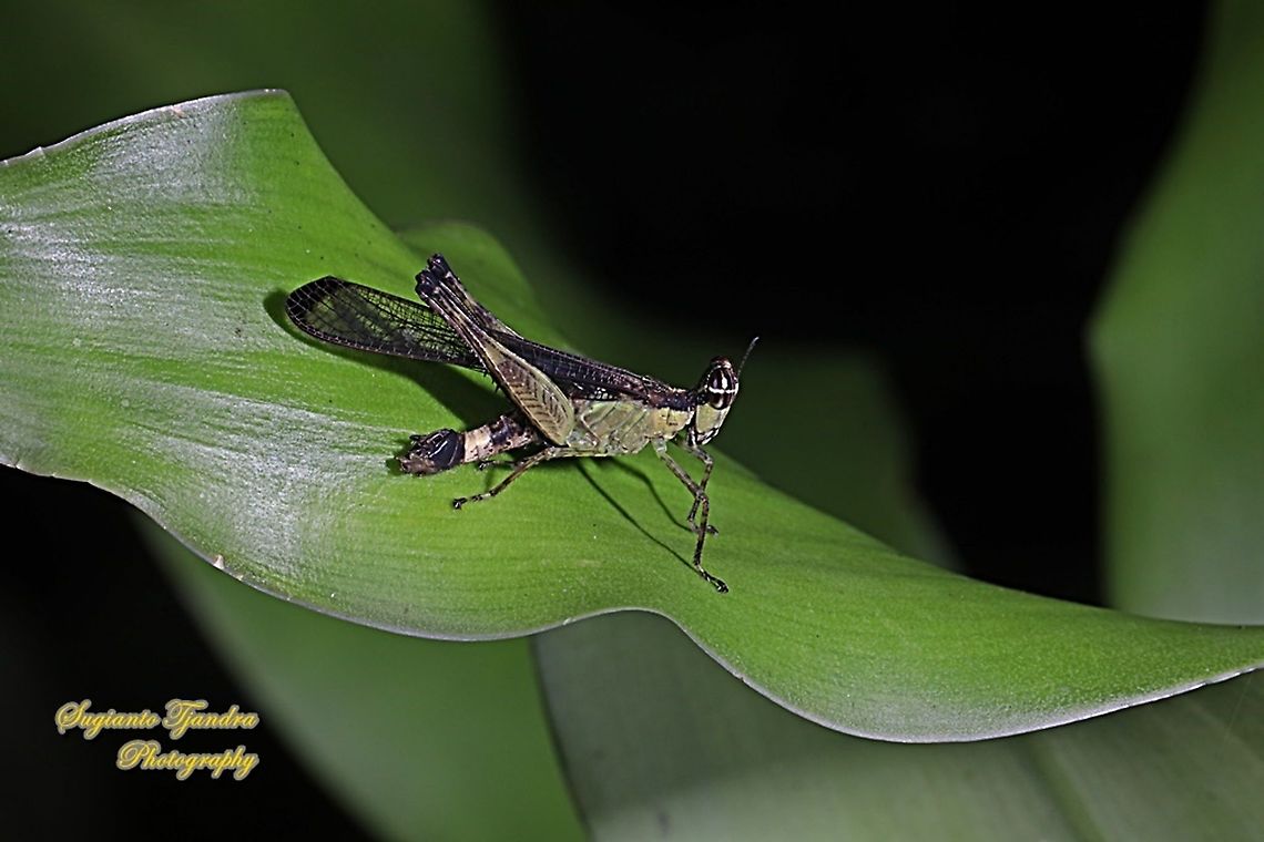 Monkey Hopper, Erucius sp.  Geotagged,Indonesia,Summer