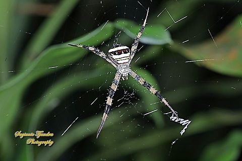 The Multi-coloured Saint Andrew's Cross Spider, Argiope Versicolor, Araneidae  Argiope versicolor,Geotagged,Indonesia,Multi-coloured Saint Andrew's Cross Spider,Summer