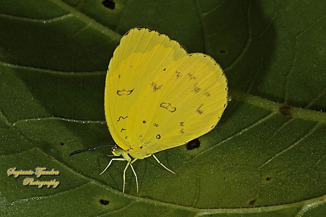 Three-spot grass yellow, Eurema blanda blanda  Eurema blanda,Geotagged,Indonesia,Summer,Three-spot grass yellow