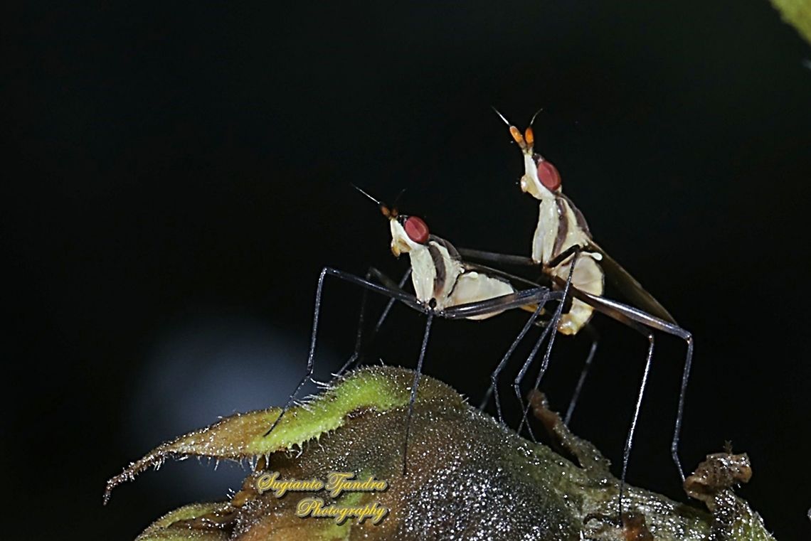 Banana Stalk flies, Telostylinus Sp., Neriidae "mating"  Geotagged,Indonesia,Summer