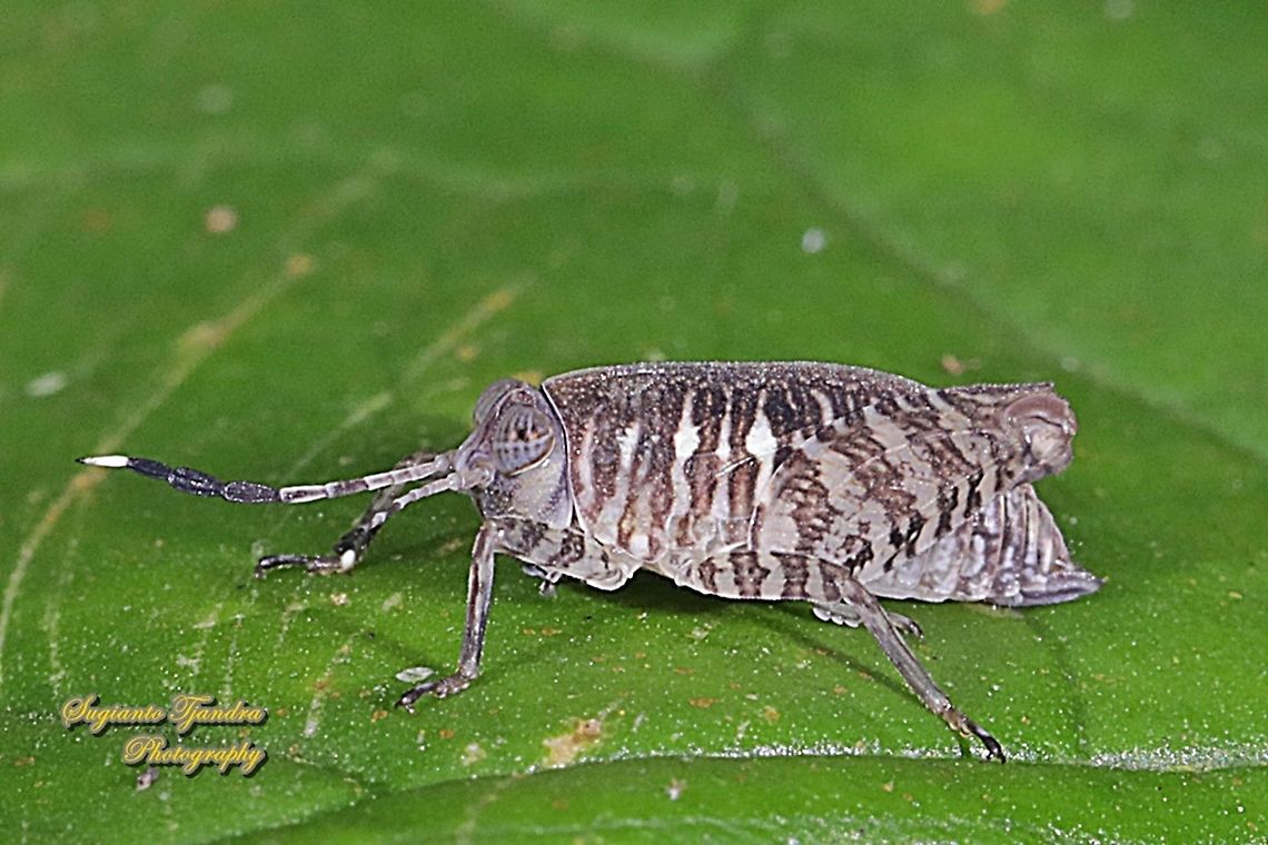 Pygmy Grasshopper nymph, Phaesticus mellerborgi. family Tetrigidae  Geotagged,Indonesia,Phaesticus mellerborgi,Summer