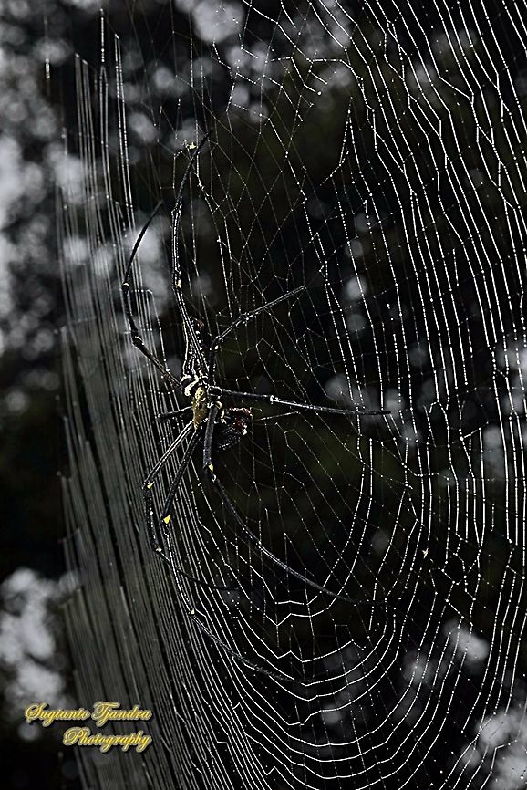 Golden orb-web spider, Nephila Pilipes w/prey  Geotagged,Giant Golden Orbweaver,Indonesia,Nephila pilipes,Summer