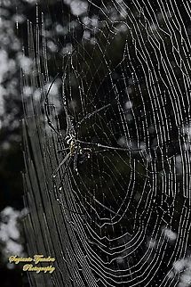 Golden orb-web spider, Nephila Pilipes w/prey  Geotagged,Giant Golden Orbweaver,Indonesia,Nephila pilipes,Summer