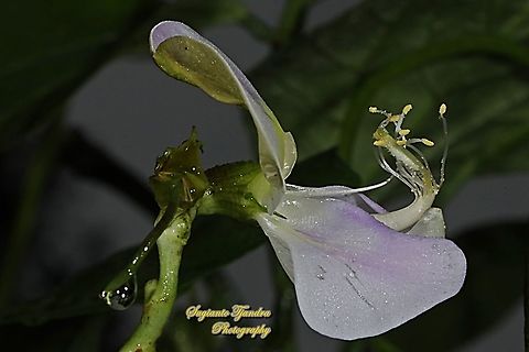 Flower of the asparagus bean/snake bean, Vigna unguiculata subsp. sesquipedalis  Cowpea,Geotagged,Indonesia,Summer,Vigna unguiculata