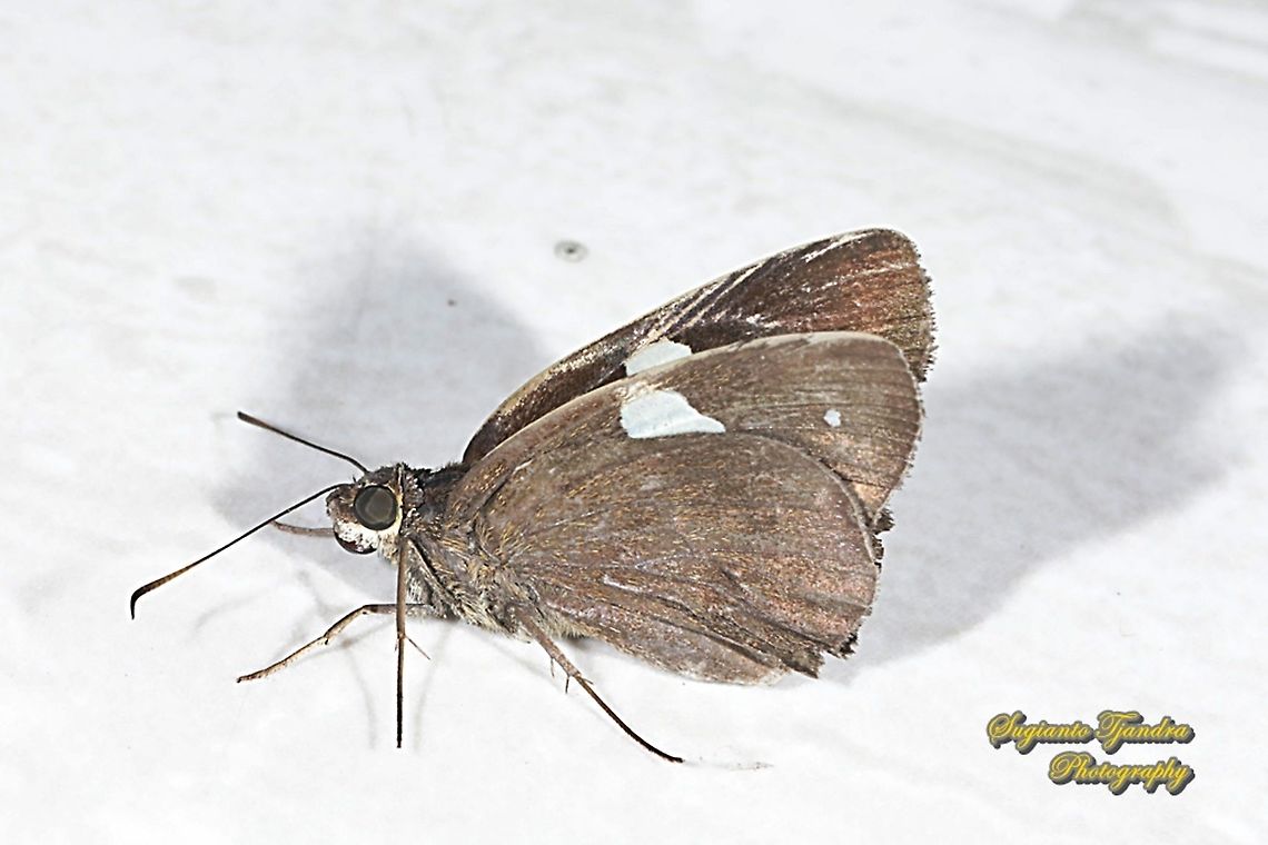 Skipper Butterfly, Common Banded Demon, Notocrypta paralysos  Common banded demon,Geotagged,Indonesia,Notocrypta paralysos,Summer