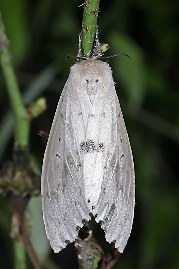 Tussock Moth, Lymantria Sp.  Geotagged,Indonesia,Summer