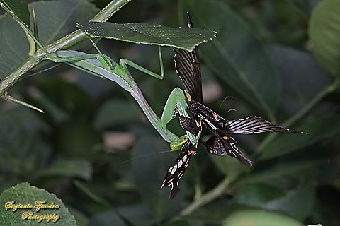 A Common Mormon Butterfly, Papilio polytes javanus - female was preyed by a Giant Asian Praying Mantis nymph, Hierodula Sp  Common Mormon,Geotagged,Indonesia,Papilio polytes,Summer