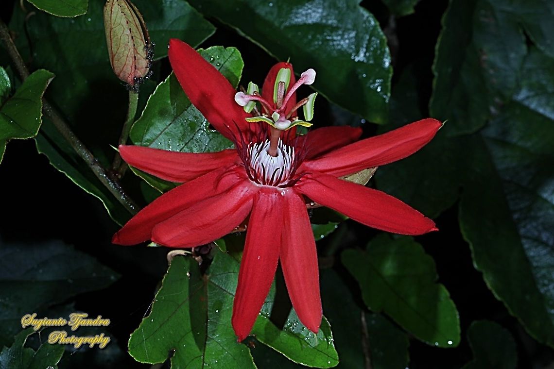 The Crimson Passion Flower, Passiflora Vitifolia (Passifloraceae)  Crimson passion flower,Geotagged,Indonesia,Passiflora vitifolia,Summer